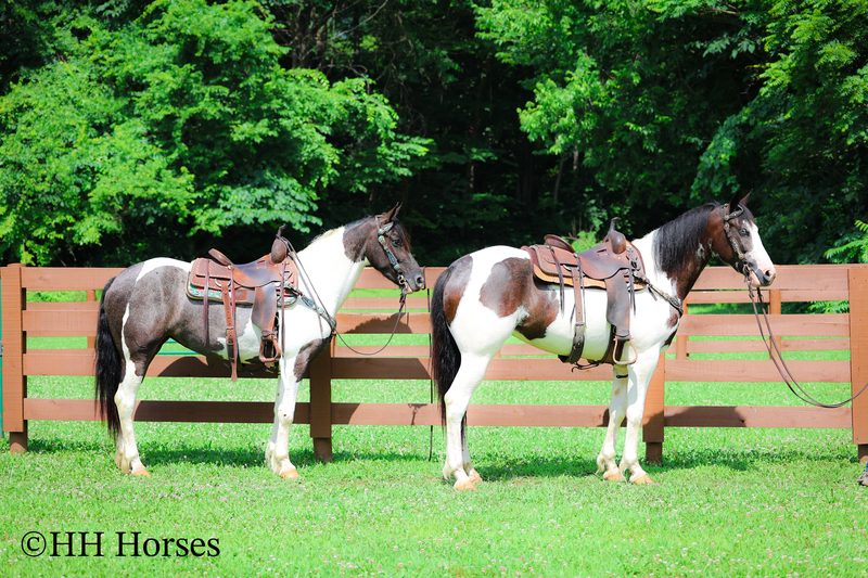 Horses for Sale |