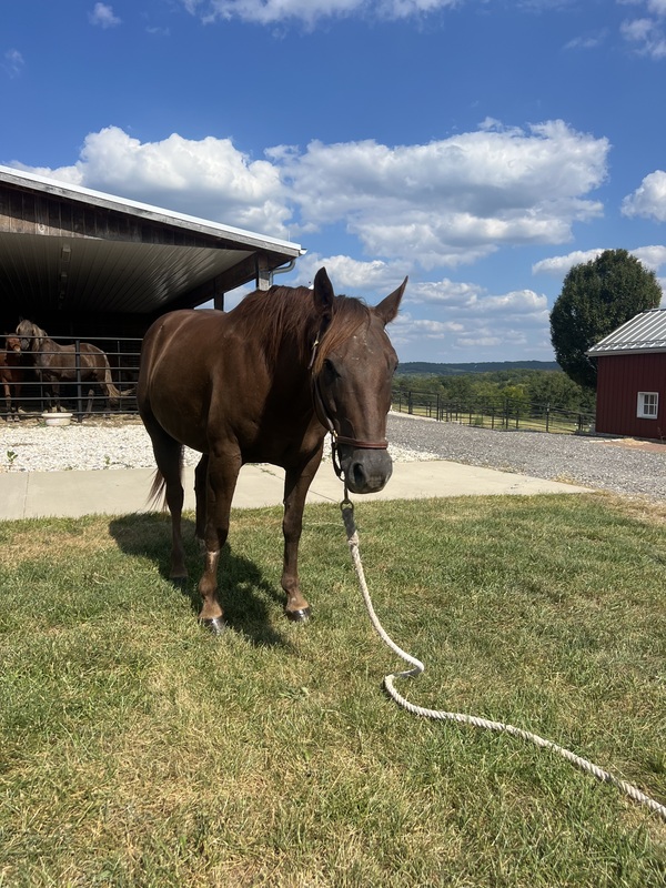 18 Year Old Ranch Horse