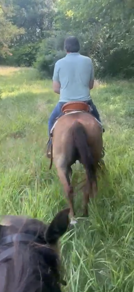 18 Year Old Ranch Horse