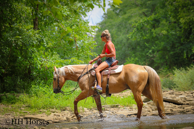 SUPER GENTLE, EXTRA SAFE, FAMILY FRIENDLY REGISTERED AQHA PALOMINO GELDING