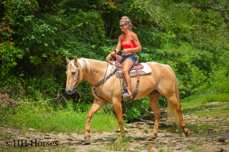 SUPER GENTLE, EXTRA SAFE, FAMILY FRIENDLY REGISTERED AQHA PALOMINO GELDING