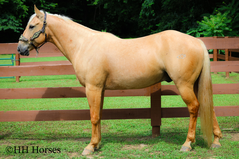 SUPER GENTLE, EXTRA SAFE, FAMILY FRIENDLY REGISTERED AQHA PALOMINO GELDING