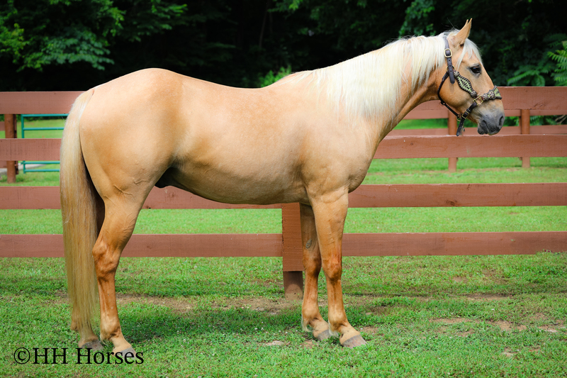 SUPER GENTLE, EXTRA SAFE, FAMILY FRIENDLY REGISTERED AQHA PALOMINO GELDING