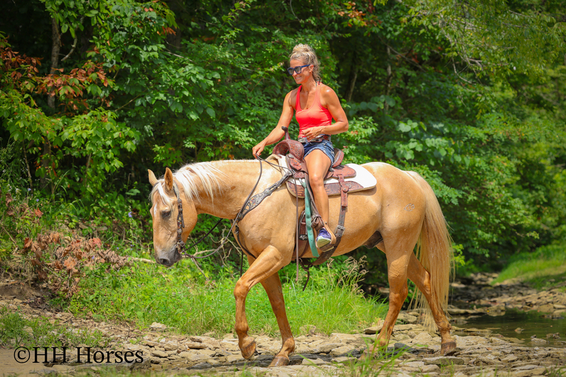 SUPER GENTLE, EXTRA SAFE, FAMILY FRIENDLY REGISTERED AQHA PALOMINO GELDING