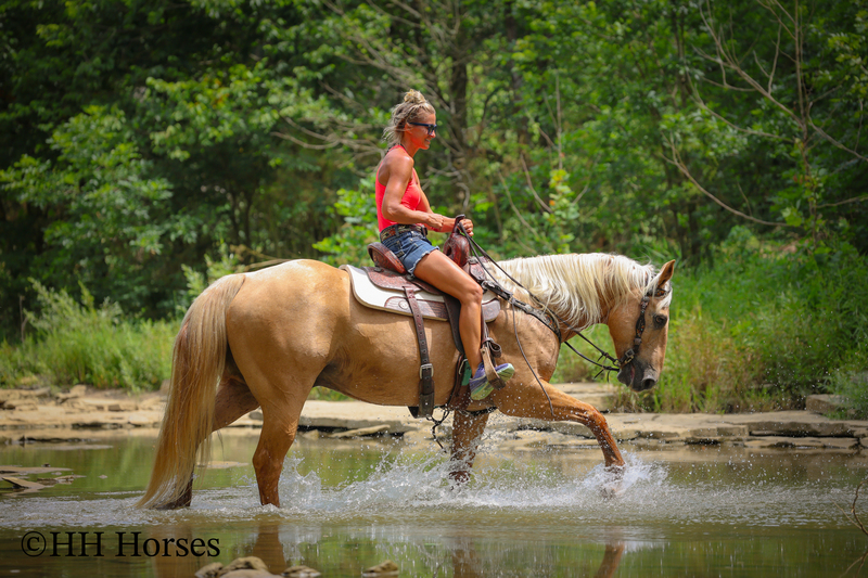 SUPER GENTLE, EXTRA SAFE, FAMILY FRIENDLY REGISTERED AQHA PALOMINO GELDING