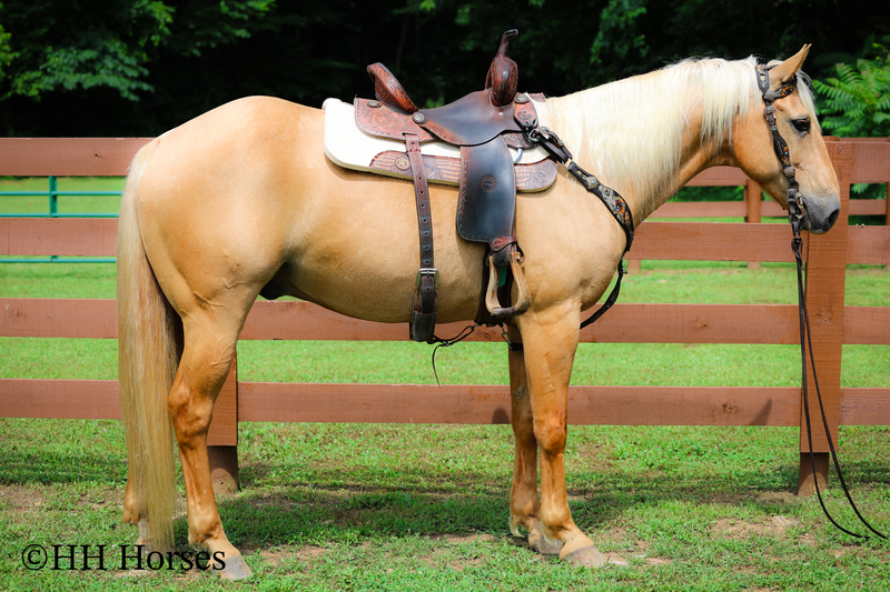 SUPER GENTLE, EXTRA SAFE, FAMILY FRIENDLY REGISTERED AQHA PALOMINO GELDING