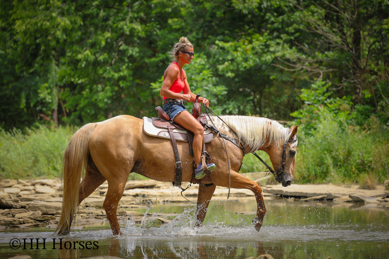 SUPER GENTLE, EXTRA SAFE, FAMILY FRIENDLY REGISTERED AQHA PALOMINO GELDING