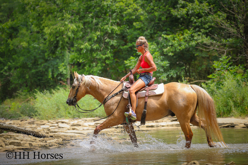 SUPER GENTLE, EXTRA SAFE, FAMILY FRIENDLY REGISTERED AQHA PALOMINO GELDING