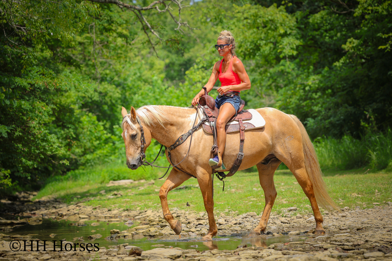 SUPER GENTLE, EXTRA SAFE, FAMILY FRIENDLY REGISTERED AQHA PALOMINO GELDING