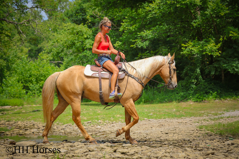 SUPER GENTLE, EXTRA SAFE, FAMILY FRIENDLY REGISTERED AQHA PALOMINO GELDING
