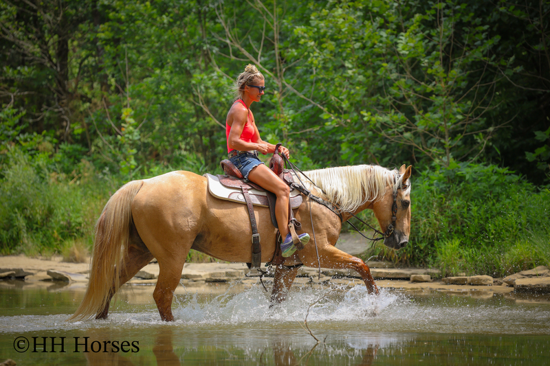 SUPER GENTLE, EXTRA SAFE, FAMILY FRIENDLY REGISTERED AQHA PALOMINO GELDING
