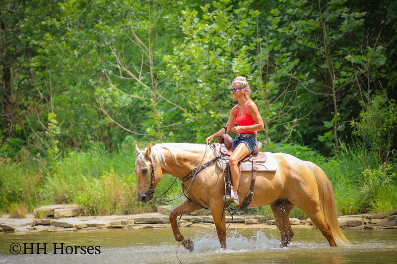SUPER GENTLE, EXTRA SAFE, FAMILY FRIENDLY REGISTERED AQHA PALOMINO GELDING