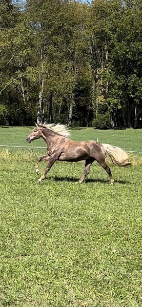 Stunning Chocolate Trail Horse