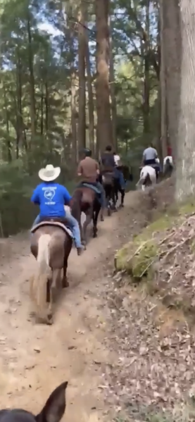 Stunning Chocolate Trail Horse