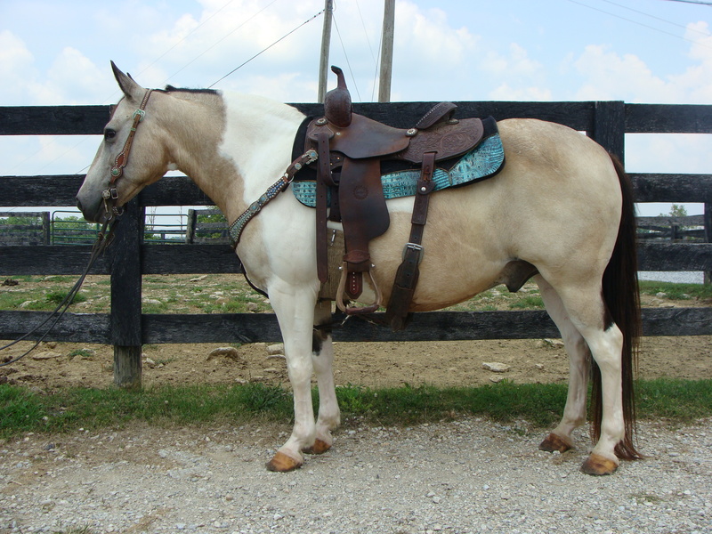 BEGINNER AND YOUTH SAFE BUCKSKIN AND WHITE TOBIANO PAINT GELDING, VERY