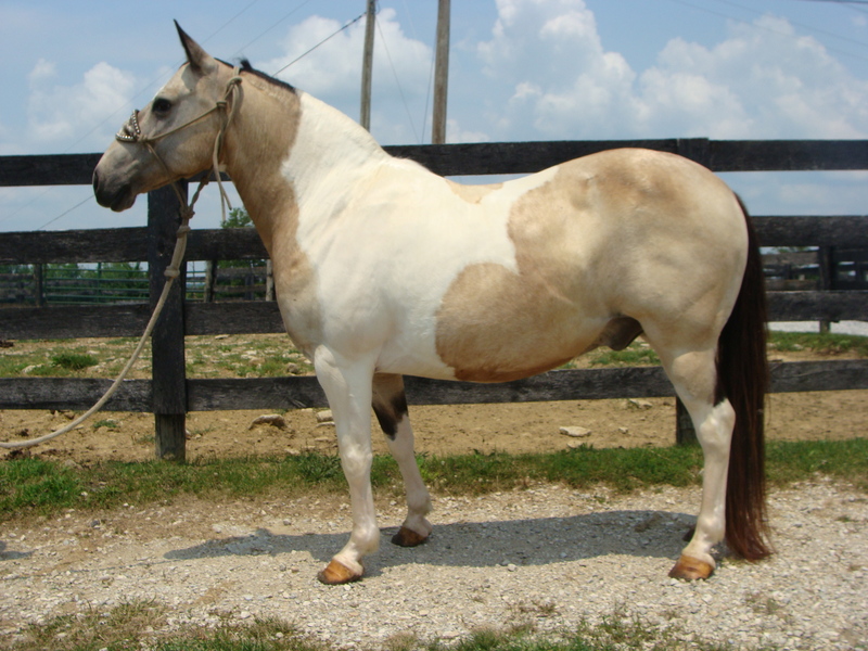 BEGINNER AND YOUTH SAFE BUCKSKIN AND WHITE TOBIANO PAINT GELDING, VERY