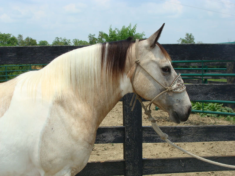 BEGINNER AND YOUTH SAFE BUCKSKIN AND WHITE TOBIANO PAINT GELDING, VERY