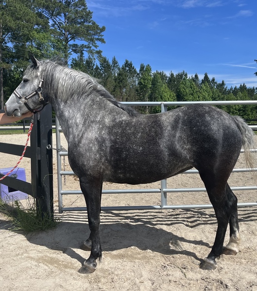 Dapple grey pony