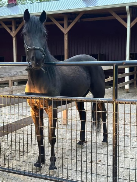 Stunning Black Racking Mare!