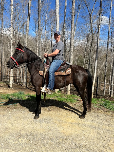 Stunning Black Racking Mare!