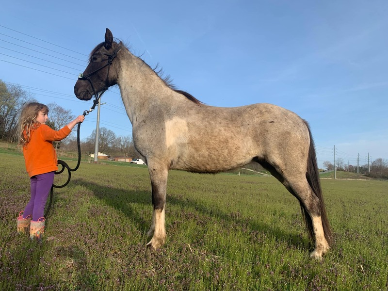 14.3 Blue Roan Tobiano Trail Horse 
