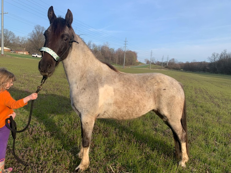 14.3 Blue Roan Tobiano Trail Horse 