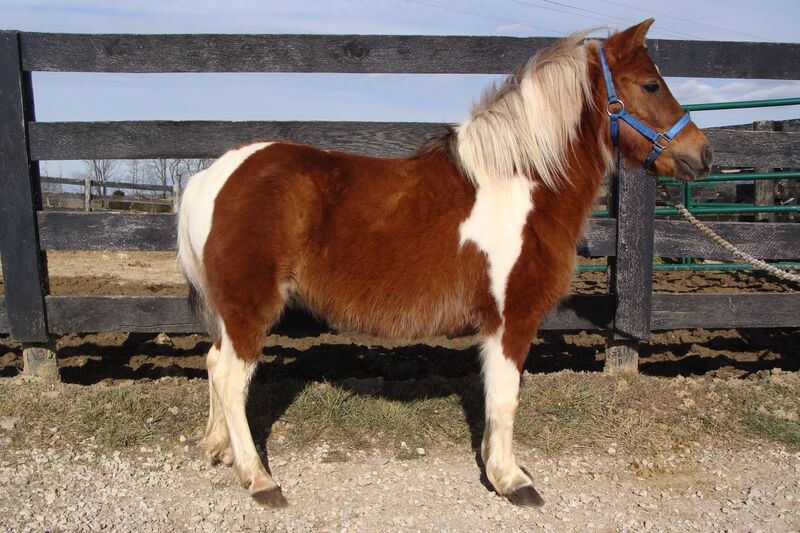 FLASHY SORREL & WHITE TOBIANO PAINT PONY, GENTLE, EASY TO RIDE For Sale
