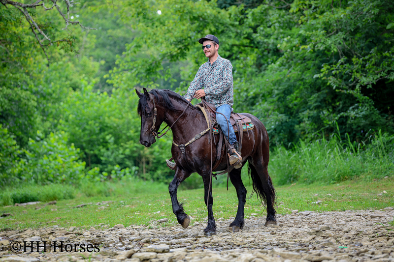 GENTLE, SMART, AND WILLING REGISTERED PUREBRED FRIESIAN MARE, RIDES NICELY, FRIENDLY AND FUN