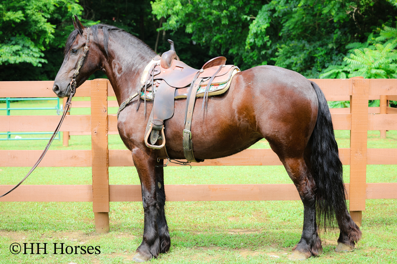 GENTLE, SMART, AND WILLING REGISTERED PUREBRED FRIESIAN MARE, RIDES NICELY, FRIENDLY AND FUN