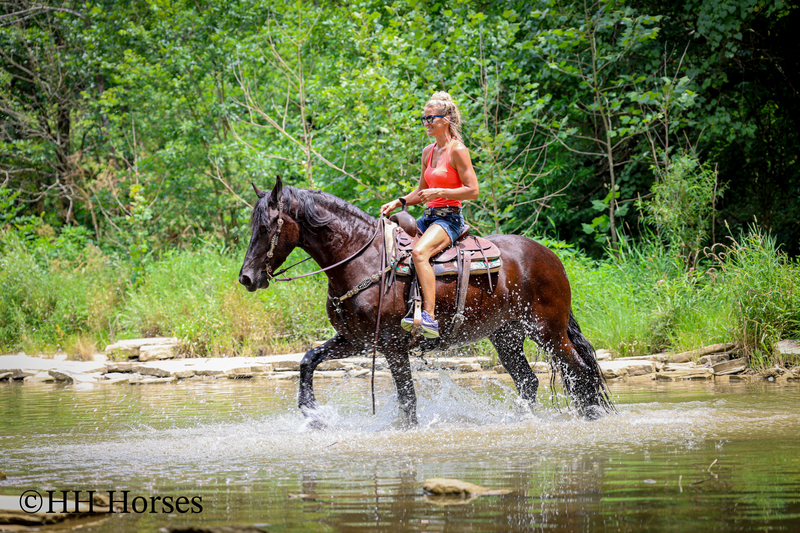 GENTLE, SMART, AND WILLING REGISTERED PUREBRED FRIESIAN MARE, RIDES NICELY, FRIENDLY AND FUN
