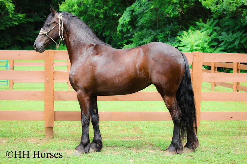 GENTLE, SMART, AND WILLING REGISTERED PUREBRED FRIESIAN MARE, RIDES NICELY, FRIENDLY AND FUN