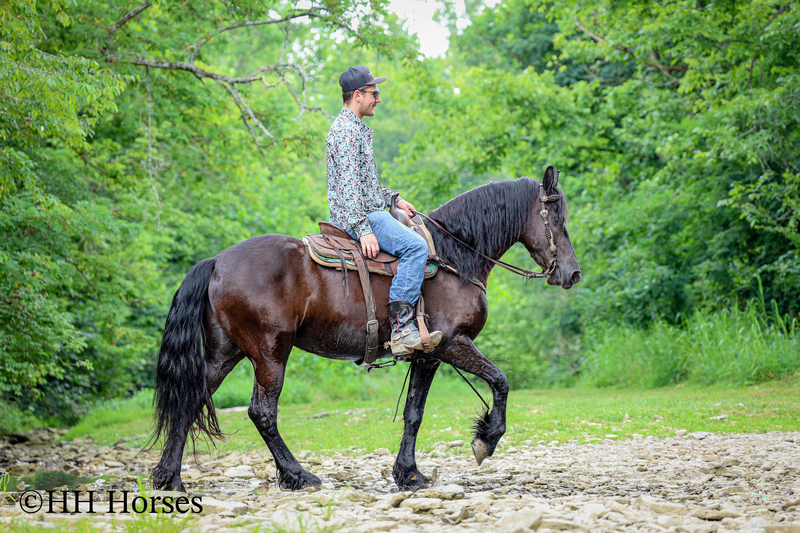 GENTLE, SMART, AND WILLING REGISTERED PUREBRED FRIESIAN MARE, RIDES NICELY, FRIENDLY AND FUN