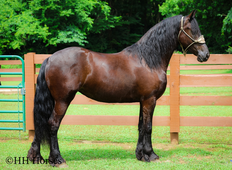 GENTLE, SMART, AND WILLING REGISTERED PUREBRED FRIESIAN MARE, RIDES NICELY, FRIENDLY AND FUN