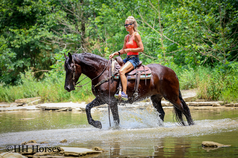 GENTLE, SMART, AND WILLING REGISTERED PUREBRED FRIESIAN MARE, RIDES NICELY, FRIENDLY AND FUN