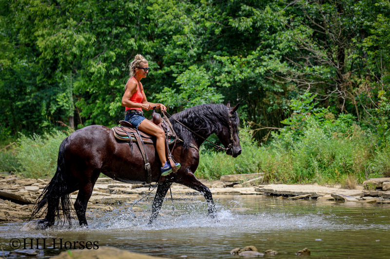 GENTLE, SMART, AND WILLING REGISTERED PUREBRED FRIESIAN MARE, RIDES NICELY, FRIENDLY AND FUN