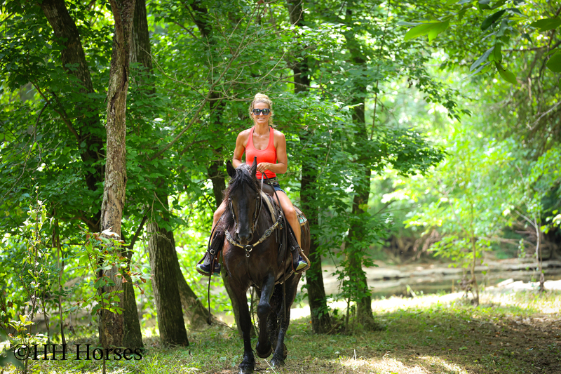 GENTLE, SMART, AND WILLING REGISTERED PUREBRED FRIESIAN MARE, RIDES NICELY, FRIENDLY AND FUN