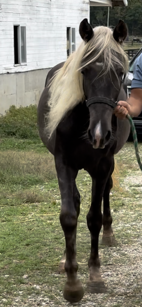 Well Bred Beautiful Chocolate Filly