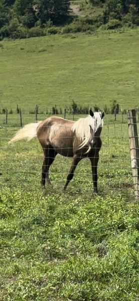 Well Bred Beautiful Chocolate Filly
