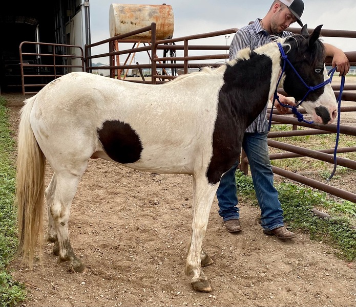 5689 Cute Black & White Pony Gelding APPROX 5YO For Sale in Goodhue