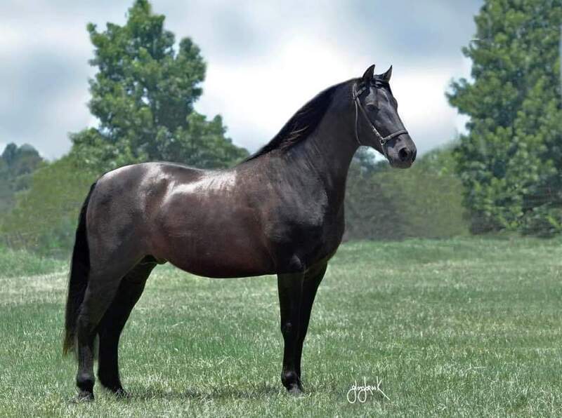 Black PRE Andalusian at Stud
