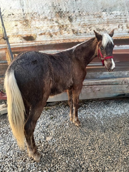 Well Bred Sweet Chocolate Yearling 