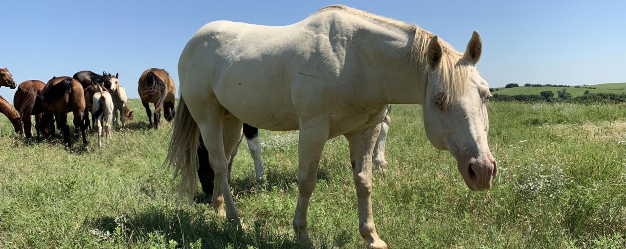 Horse for sale in Litchfield