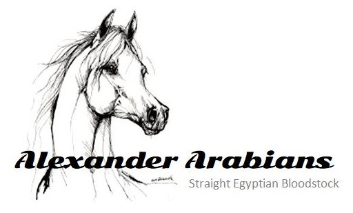 Alexander Arabians